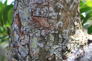 Closeup of the texture of tree bark.
