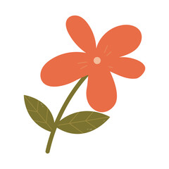 Isolated beauty flower