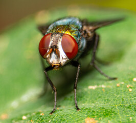 Close up fly on green leaf. Macro shot of insect.