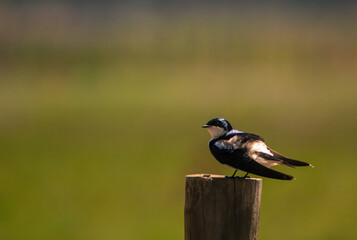 Golondrina en estaca
