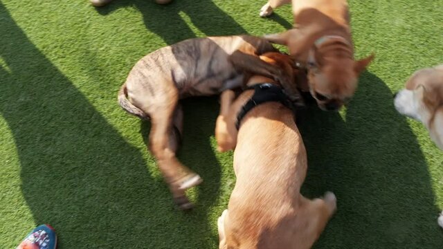 Three dogs wrestle and jump around to relieve stress while playing energetically on some bright green turf grass in a public dog park on a hot summer day.