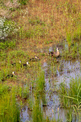 duck family on the pond
