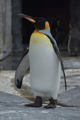 旭山動物園　ペンギン