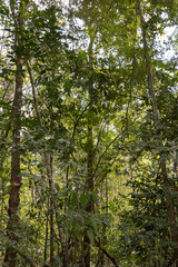 Internal environment of the Amazon Forest.