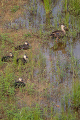 duck family on the pond