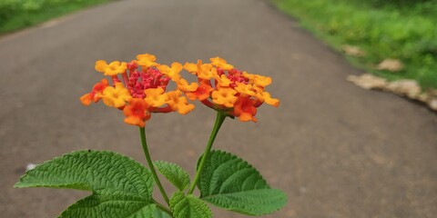 yellow flower on the road
