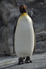 旭山動物園　ペンギン