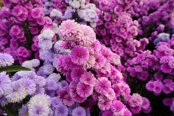 Purple and pink flower fields. White bike and beautiful flowers. Bicycle in a garden. Romantic. Garden decoration on Valentine's Day. Love. Beautiful flower garden. Chiang Mai, Thailand.
