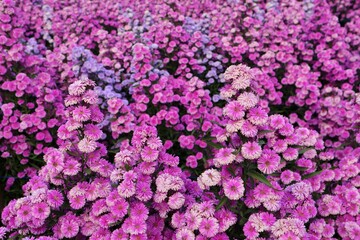 Purple and pink flower fields. White bike and beautiful flowers. Bicycle in a garden. Romantic. Garden decoration on Valentine's Day. Love. Beautiful flower garden. Chiang Mai, Thailand.