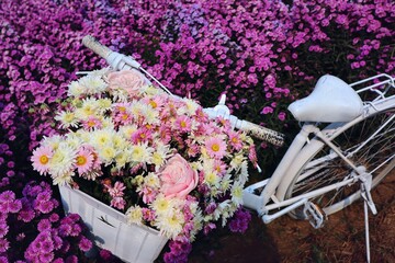 Purple and pink flower fields. White bike and beautiful flowers. Bicycle in a garden. Romantic. Garden decoration on Valentine's Day. Love. Beautiful flower garden. Chiang Mai, Thailand.