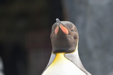 旭山動物園　ペンギン