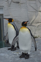 旭山動物園　ペンギン