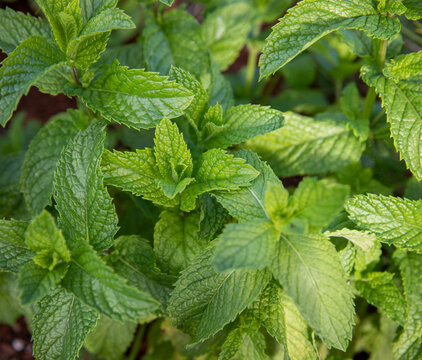 Close up of freshly grown mint