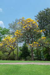 Fototapeta na wymiar Tabebuia aurea in the park