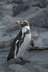 旭山動物園　ペンギン