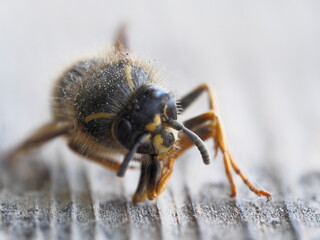 yellow-black bee close - up on a tree