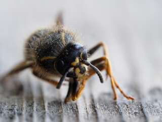 yellow-black bee close - up on a tree