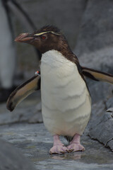 旭山動物園　ペンギン