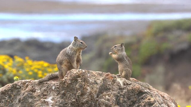 ground squirrels by ocean eating on rock and social behavior