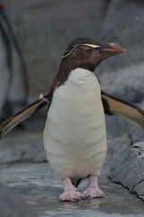 旭山動物園　ペンギン