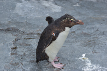 旭山動物園　ペンギン