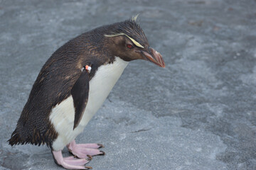 旭山動物園　ペンギン