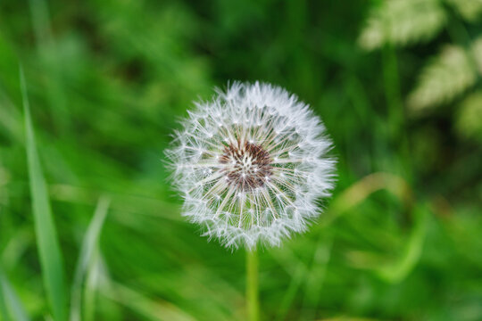White dandelion flower blowball. Wild nature background
