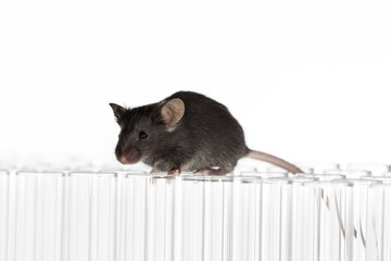 Healthy lean black mice play with a beaker and drink water with infinity white background