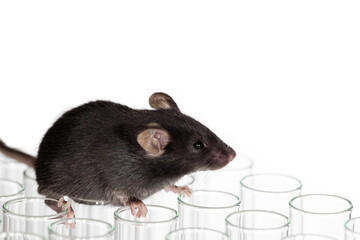 Healthy lean black mouse plays with a beaker and drink water with infinity white background