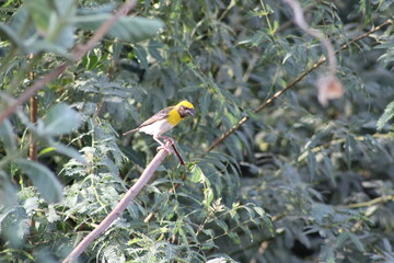 This bird is yellow robin bird.
This bird has a very attractive plumage, upper body Plumage is green, yellow neck, chest bottom is colored yellowish-grey colored reddish orange, wing, beak is red ,