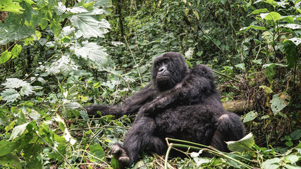 Giant Silverback female mountain lowland gorilla at Virunga National Park in DRC, Uganda,Rwanda sits in the jungles and rainforest, wildlife in Africa, endangered and protected mammal, animal's rights