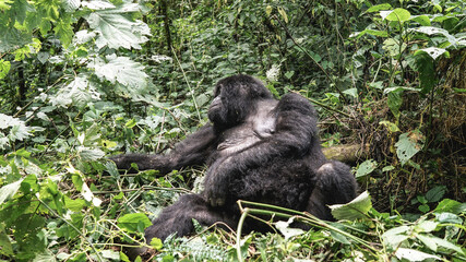 Silverback mountain lowland gorilla at Virunga National Park in DRC and Rwanda