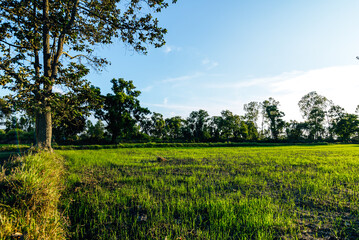 Beautiful green field of rice plant with water and blue sky in the moring. Argiculture concept.