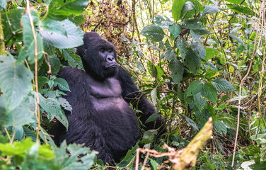 Male silverback lowlands mountain gorilla sits in the jungles wildlife in Virunga National Park at Democratic Republic of Congo, UNESCO protected mammal gorilla in Africa, gorilla tracking safari tour © Lesia Povkh