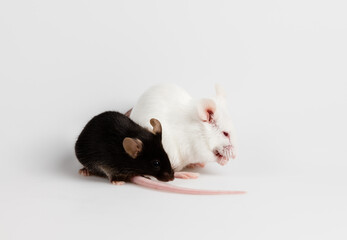 black and white mice play together with white background