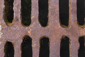 Forged metal grill. Close-up. Green moss. Drops of dew.
