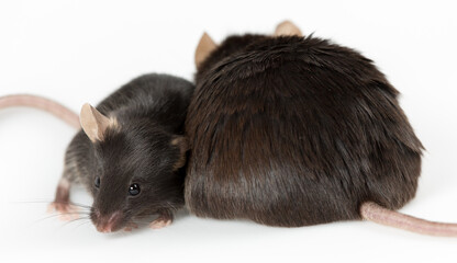 Closeup of obese and healthy lean control mice