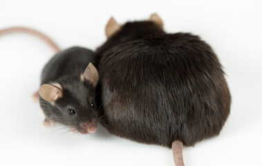 Closeup of obese and healthy lean control mice