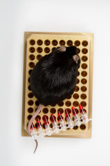 A black obese mouse with testing tubes and diet