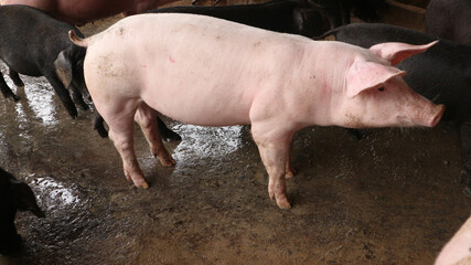 Many very white pigs in the pen	