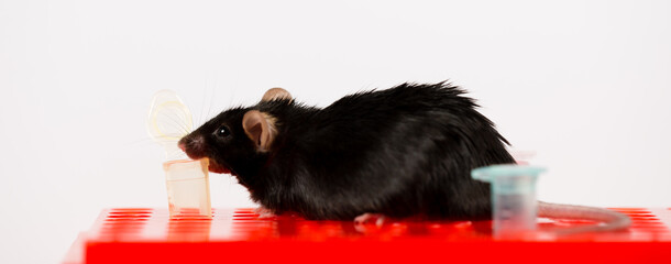 A black obese mouse with testing tubes and diet