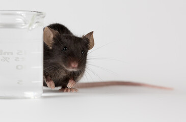 Fototapeta na wymiar Closeup of a health black mouse with infinity white background
