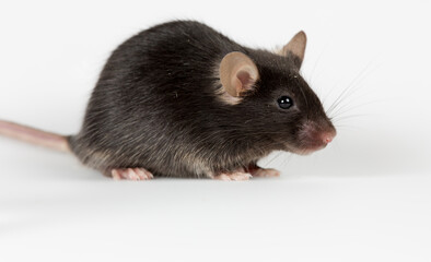 Closeup of a health black mouse with infinity white background
