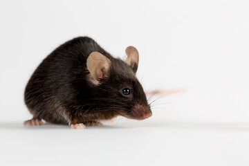 Fototapeta na wymiar Closeup of a health black mouse with infinity white background