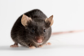 Closeup of a health black mouse with infinity white background