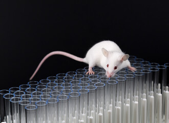 small mice play on testing tube with black background