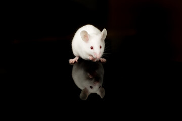 white mouse eating food with black background