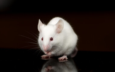 Fototapeta na wymiar white mouse eating food with black background