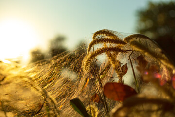 Spider on the spider web or cobweb and light of sunset.