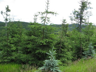 Jizera mountains landscape, coniferous trees 